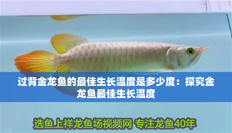 過背金龍魚的最佳生長溫度是多少度：探究金龍魚最佳生長溫度