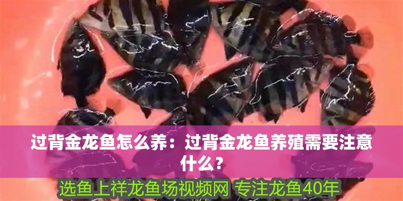 過(guò)背金龍魚(yú)怎么養(yǎng)：過(guò)背金龍魚(yú)養(yǎng)殖需要注意什么？