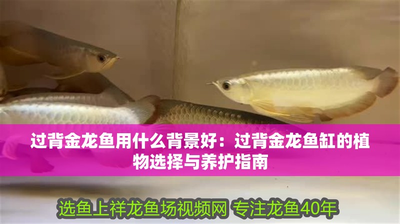 過背金龍魚用什么背景好：過背金龍魚缸的植物選擇與養(yǎng)護(hù)指南