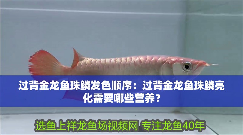 過背金龍魚珠鱗發色順序：過背金龍魚珠鱗亮化需要哪些營養？