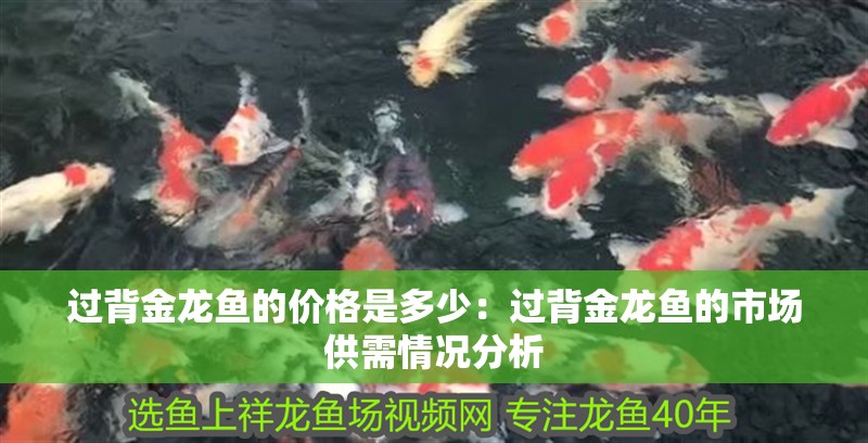 過背金龍魚的價格是多少：過背金龍魚的市場供需情況分析