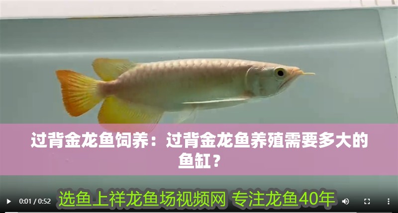 過背金龍魚飼養(yǎng)：過背金龍魚養(yǎng)殖需要多大的魚缸？