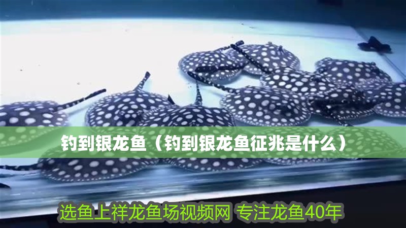 釣到銀龍魚（釣到銀龍魚征兆是什么）