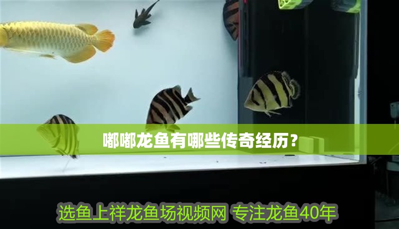 嘟嘟龍魚有哪些傳奇經歷？