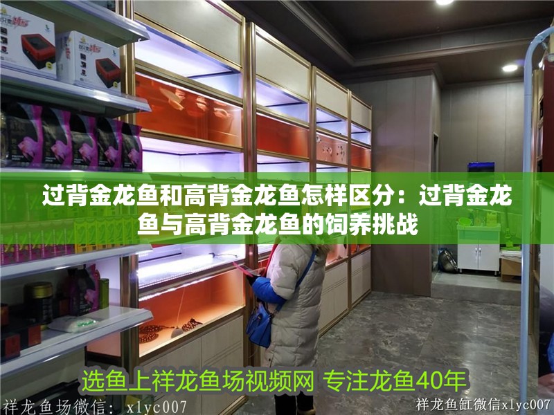 過背金龍魚和高背金龍魚怎樣區分：過背金龍魚與高背金龍魚的飼養挑戰