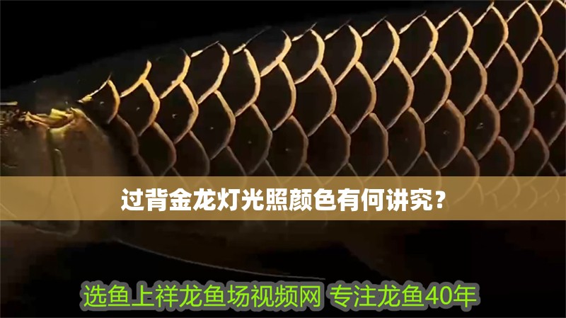 過背金龍燈光照顏色有何講究？