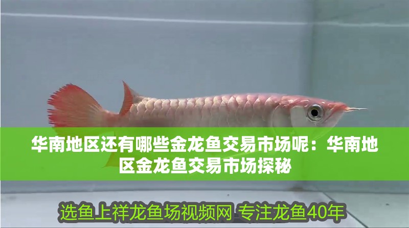 華南地區還有哪些金龍魚交易市場呢：華南地區金龍魚交易市場探秘