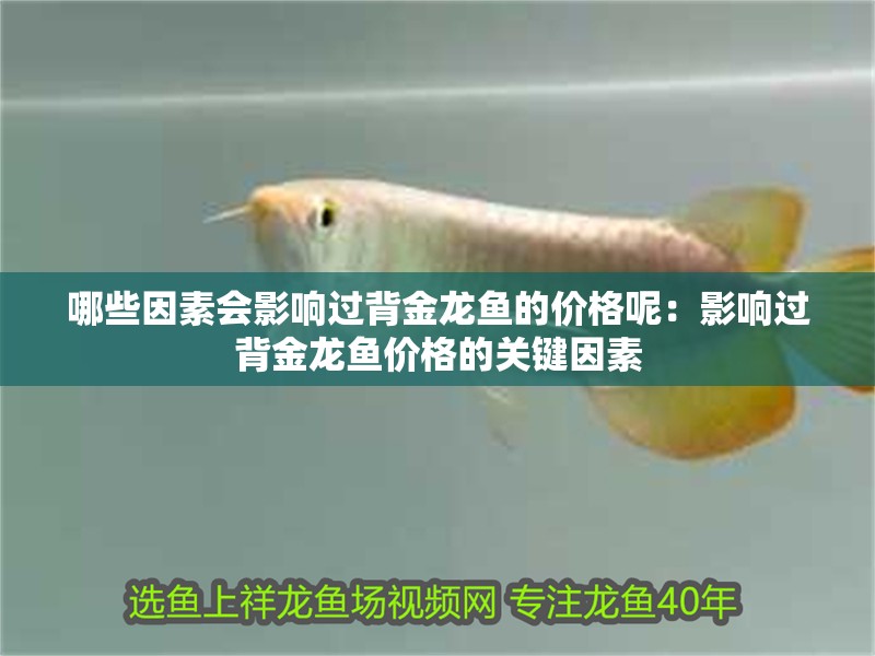 哪些因素會(huì)影響過(guò)背金龍魚的價(jià)格呢：影響過(guò)背金龍魚價(jià)格的關(guān)鍵因素