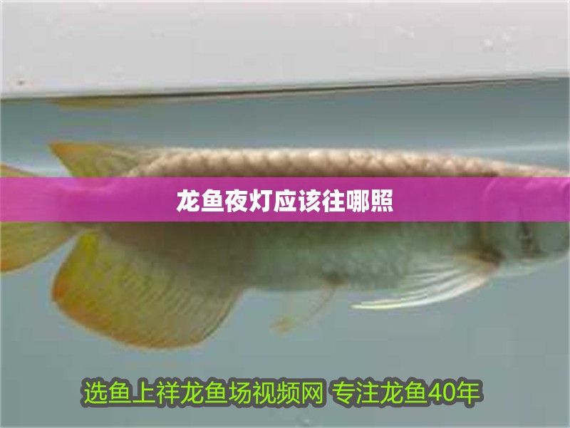 龍魚夜燈應該往哪照 龍魚夜燈應該往哪照 龍魚百科