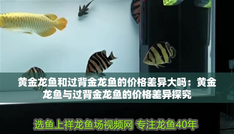 黃金龍魚和過背金龍魚的價格差異大嗎：黃金龍魚與過背金龍魚的價格差異探究