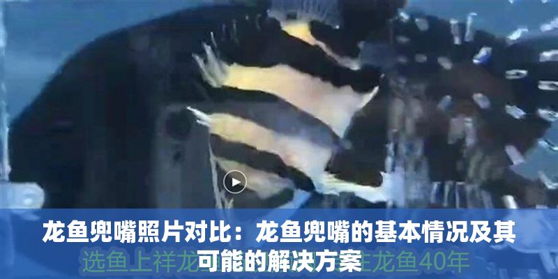 龍魚兜嘴照片對比：龍魚兜嘴的基本情況及其可能的解決方案
