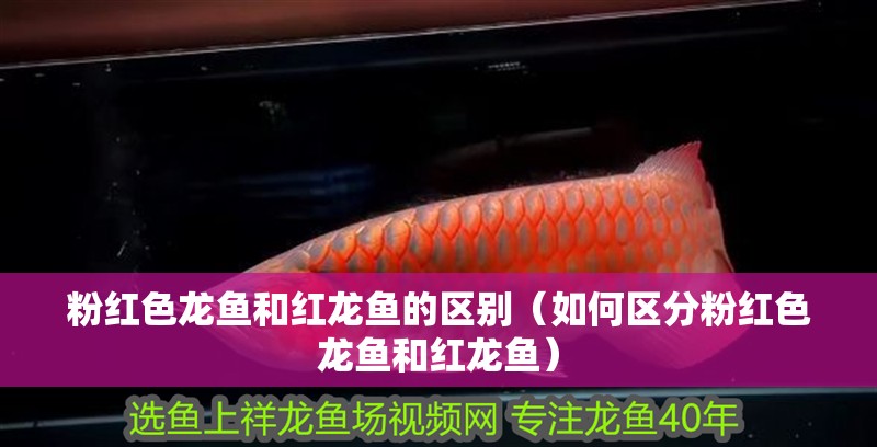 粉紅色龍魚和紅龍魚的區別（如何區分粉紅色龍魚和紅龍魚）