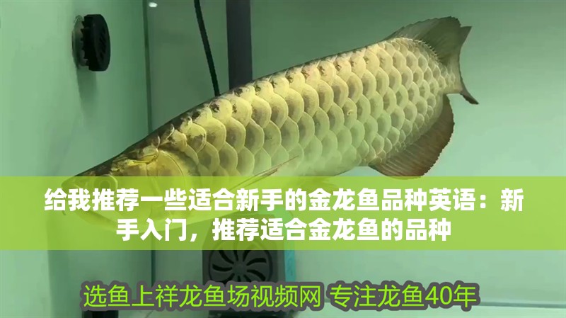 給我推薦一些適合新手的金龍魚品種英語：新手入門，推薦適合金龍魚的品種