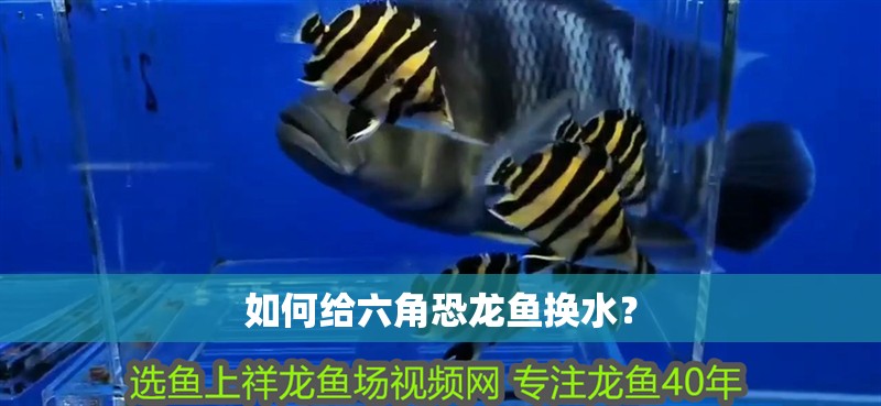 如何給六角恐龍魚換水？