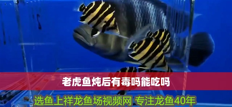 老虎魚燉后有毒嗎能吃嗎 老虎魚燉后有毒嗎能吃嗎 龍魚百科