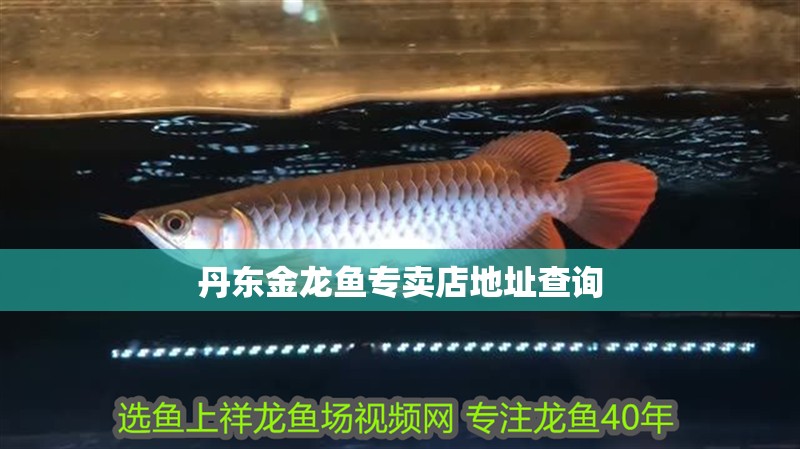 丹東金龍魚專賣店地址查詢