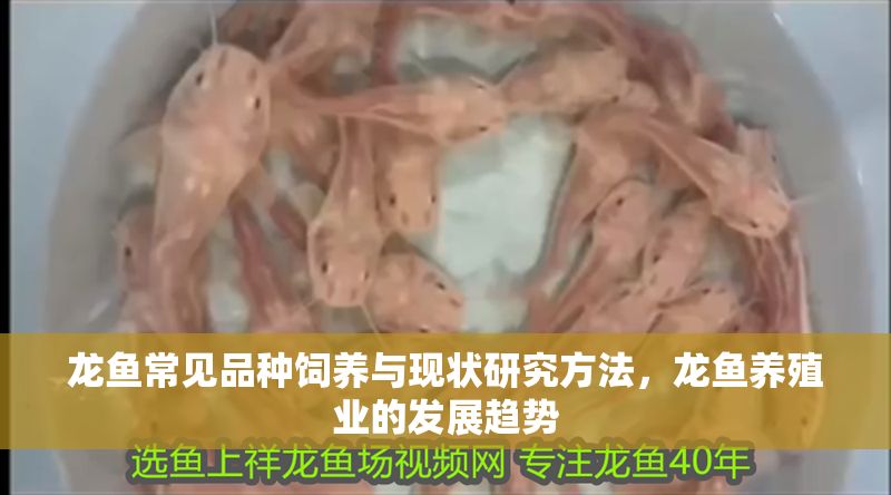 龍魚常見品種飼養與現狀研究方法，龍魚養殖業的發展趨勢