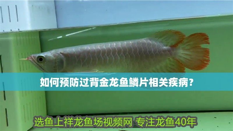 如何預防過背金龍魚鱗片相關疾病？ 如何預防過背金龍魚鱗片相關疾病？ 龍魚百科