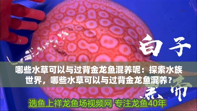 哪些水草可以與過背金龍魚混養呢：探索水族世界，哪些水草可以與過背金龍魚混養？