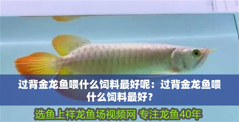 過背金龍魚喂什么飼料最好呢：過背金龍魚喂什么飼料最好？