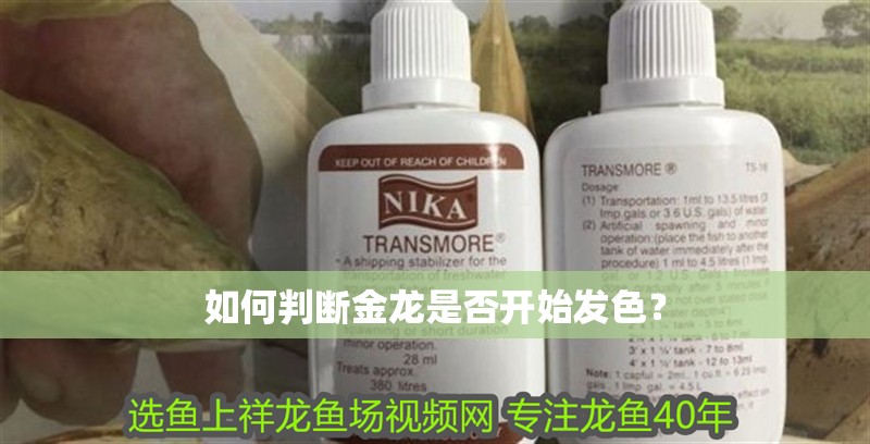 如何判斷金龍是否開始發色？