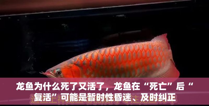 龍魚為什么死了又活了，龍魚在“死亡”后“復(fù)活”可能是暫時(shí)性昏迷、及時(shí)糾正