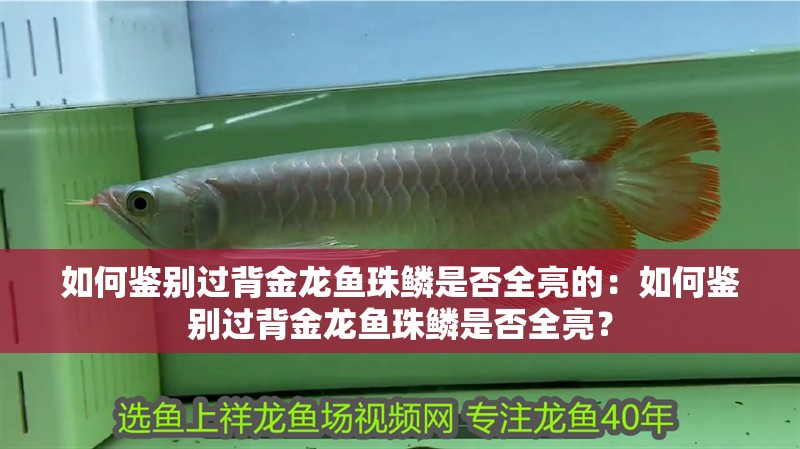 如何鑒別過背金龍魚珠鱗是否全亮的：如何鑒別過背金龍魚珠鱗是否全亮？
