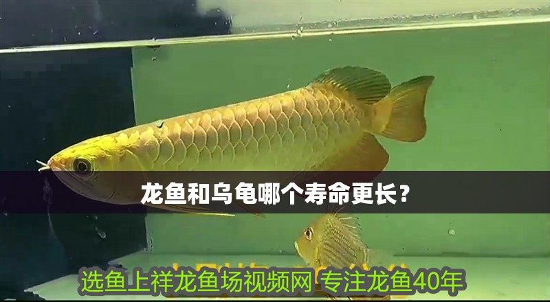 龍魚和烏龜哪個壽命更長？ 龍魚和烏龜哪個壽命更長？ 龍魚百科