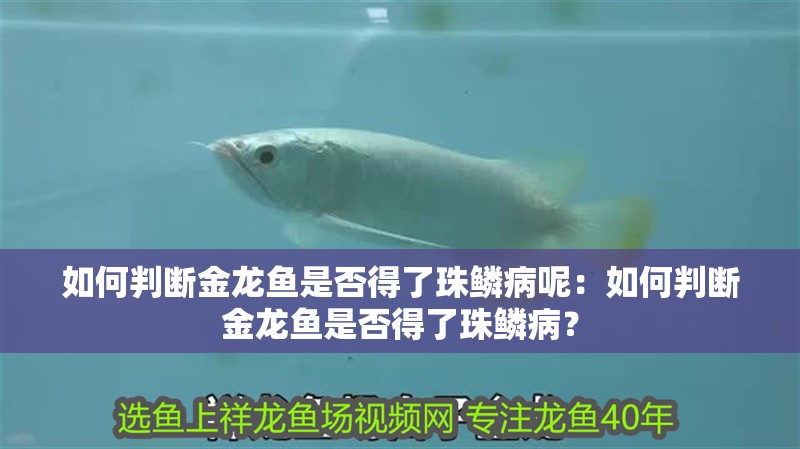 如何判斷金龍魚是否得了珠鱗病呢：如何判斷金龍魚是否得了珠鱗?。? title=