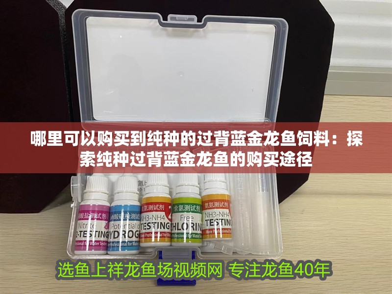 哪里可以購買到純種的過背藍(lán)金龍魚飼料：探索純種過背藍(lán)金龍魚的購買途徑