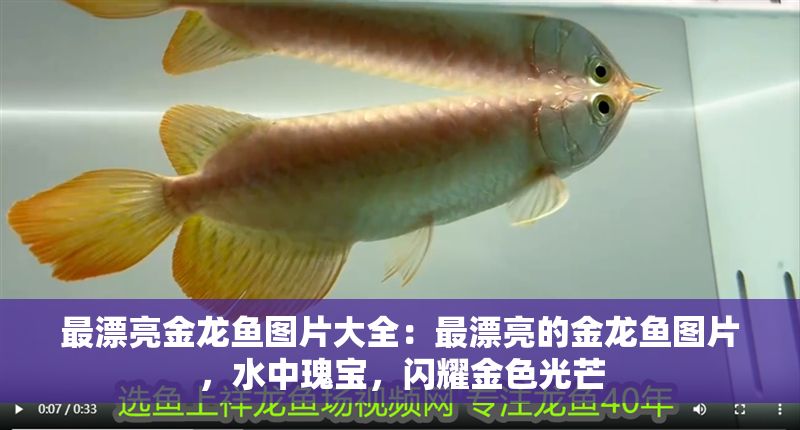最漂亮金龍魚圖片大全：最漂亮的金龍魚圖片，水中瑰寶，閃耀金色光芒