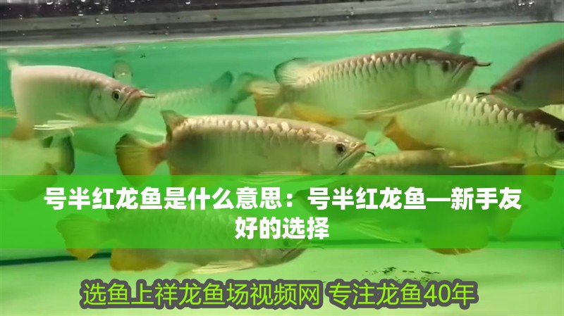 號(hào)半紅龍魚是什么意思：號(hào)半紅龍魚—新手友好的選擇