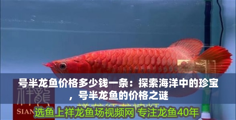 號半龍魚價格多少錢一條：探索海洋中的珍寶，號半龍魚的價格之謎