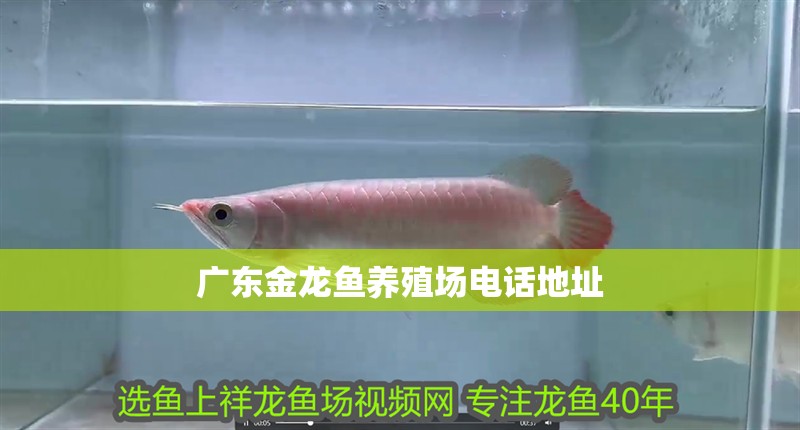 錦鯉隱墨好還是重墨好