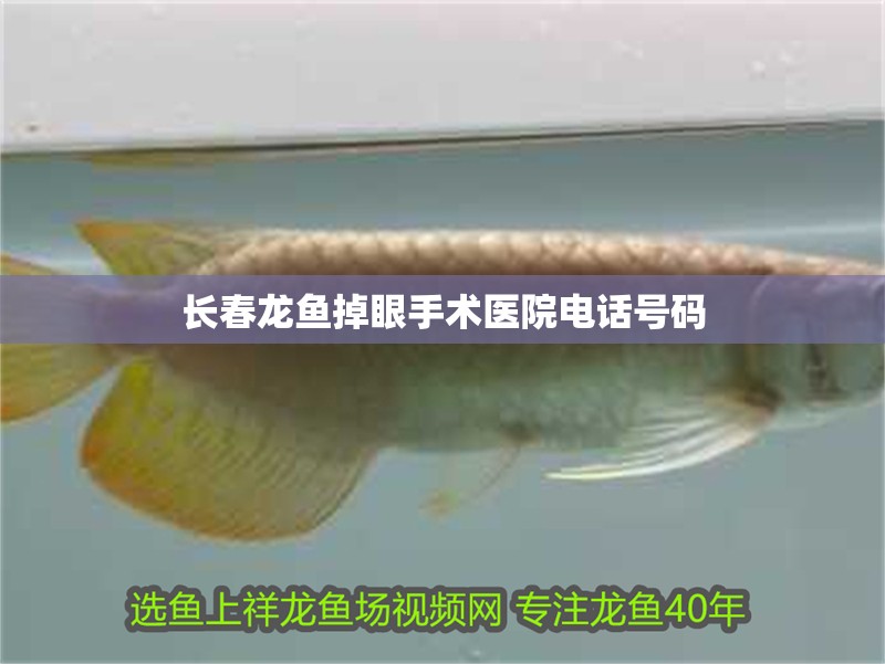 長春龍魚掉眼手術醫院電話號碼 長春龍魚掉眼手術醫院電話號碼 龍魚百科