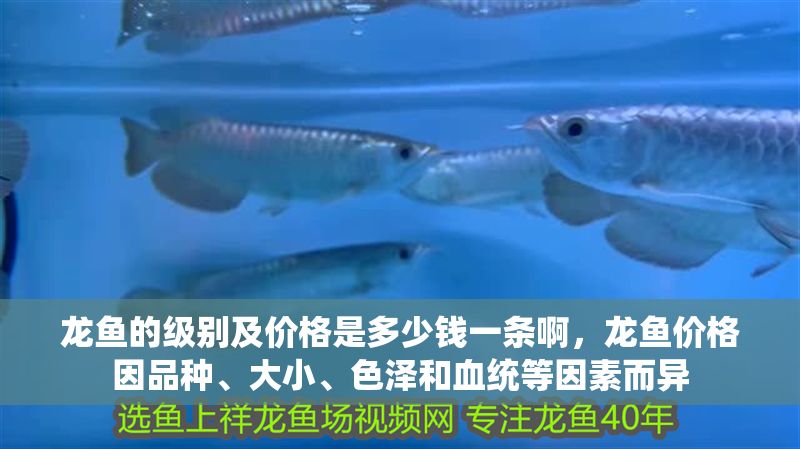 龍魚的級別及價格是多少錢一條啊，龍魚價格因品種、大小、色澤和血統等因素而異