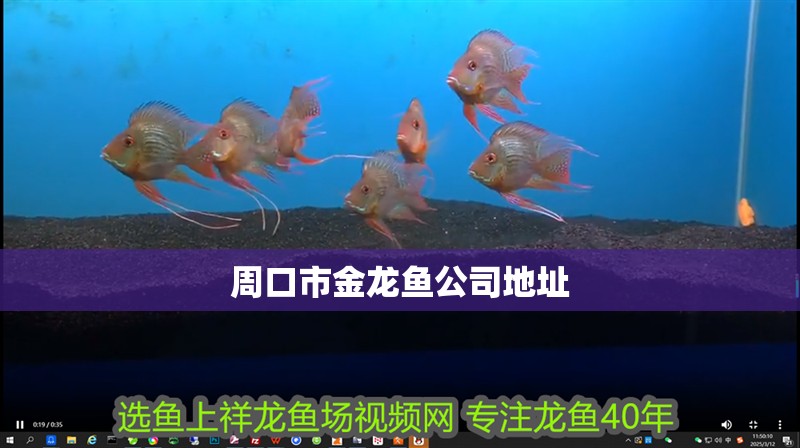 周口市金龍魚公司地址 周口市金龍魚公司地址 龍魚百科