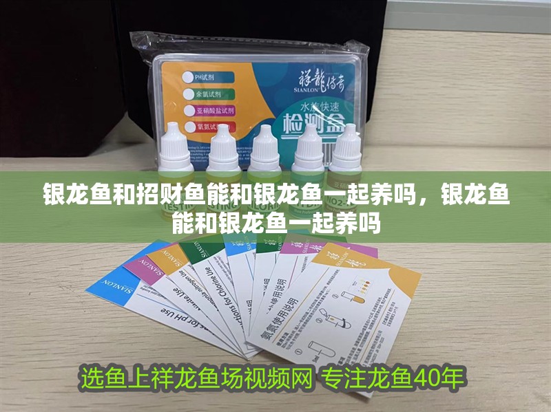 銀龍魚和招財(cái)魚能和銀龍魚一起養(yǎng)嗎，銀龍魚能和銀龍魚一起養(yǎng)嗎