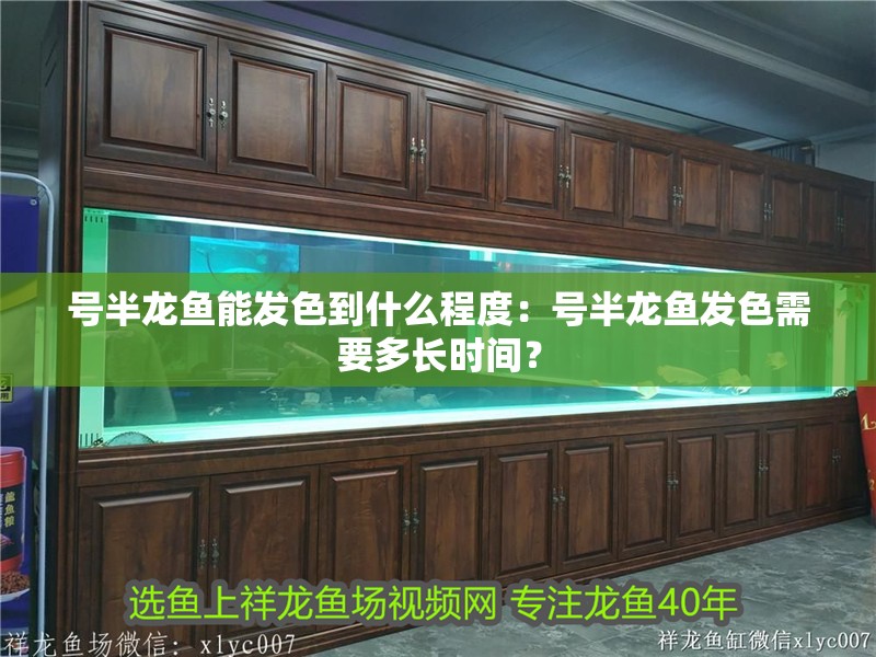 號半龍魚能發色到什么程度：號半龍魚發色需要多長時間？