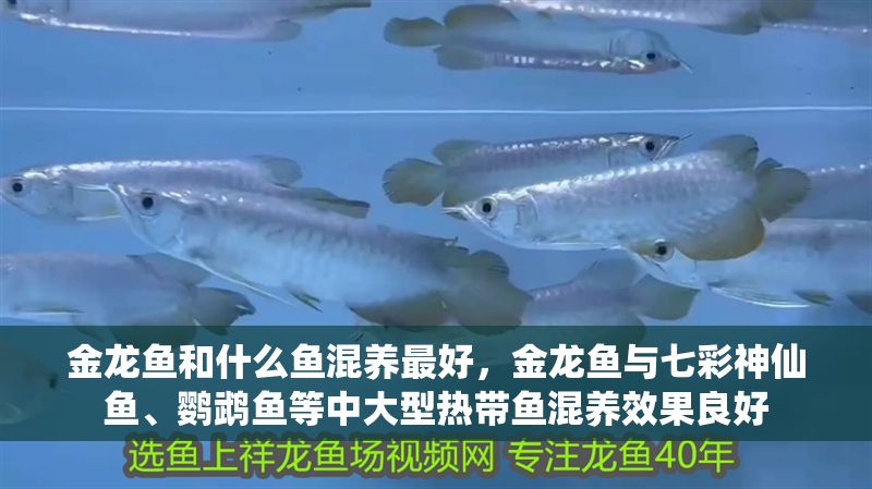 金龍魚和什么魚混養最好，金龍魚與七彩神仙魚、鸚鵡魚等中大型熱帶魚混養效果良好