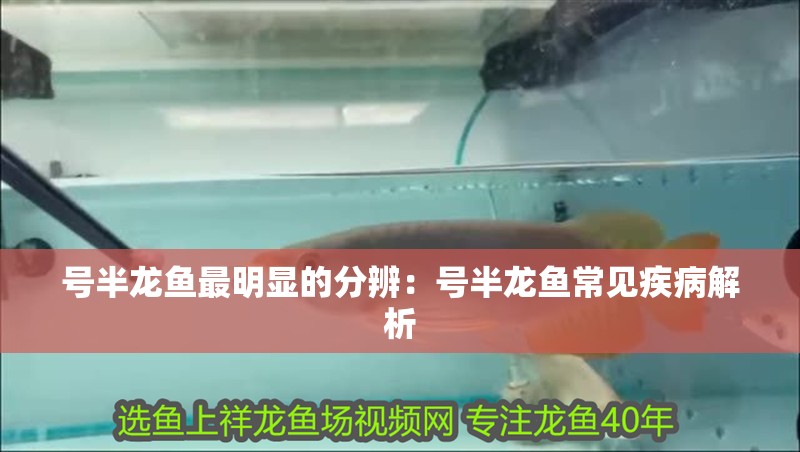 號半龍魚最明顯的分辨：號半龍魚常見疾病解析