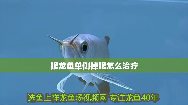 銀龍魚單側掉眼怎么治療