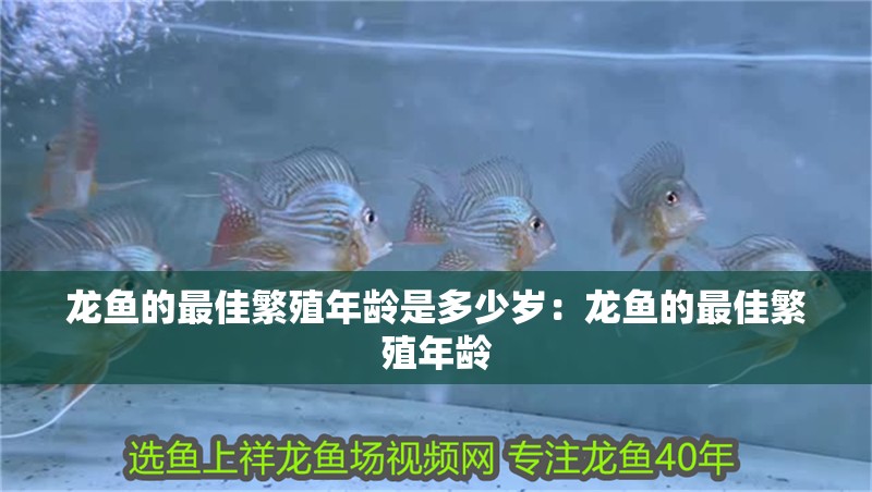 龍魚的最佳繁殖年齡是多少歲：龍魚的最佳繁殖年齡