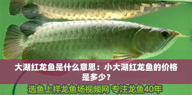 大湖紅龍魚是什么意思：小大湖紅龍魚的價格是多少？