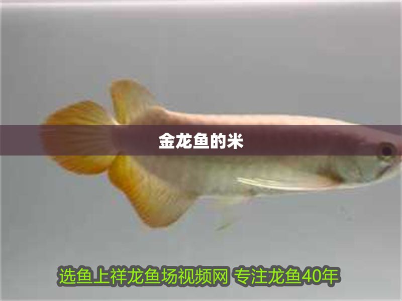 金龍魚的米
