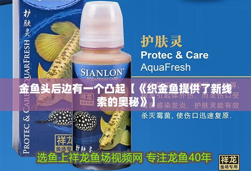 金魚(yú)頭后邊有一個(gè)凸起【《織金魚(yú)提供了新線索的奧秘》】 金魚(yú)頭后邊有一個(gè)凸起【《織金魚(yú)提供了新線索的奧秘》】 龍魚(yú)論壇