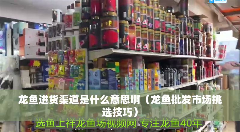 龍魚進貨渠道是什么意思啊（龍魚批發市場挑選技巧）