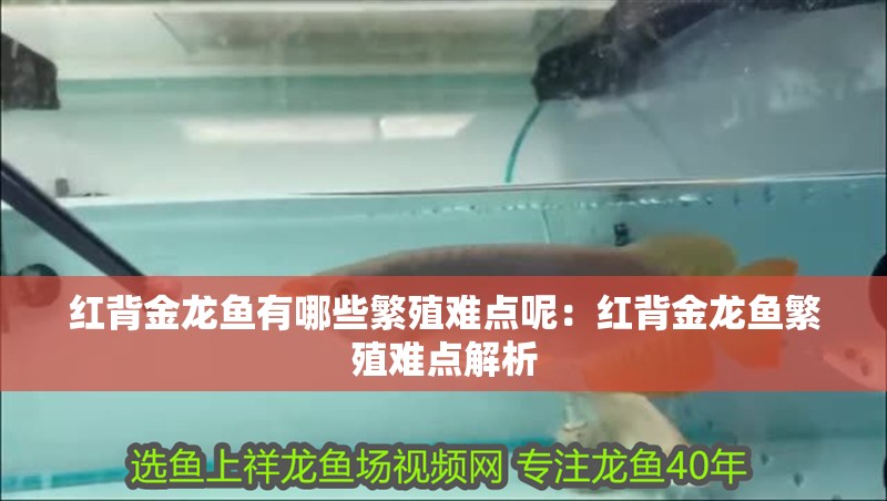 紅背金龍魚有哪些繁殖難點呢：紅背金龍魚繁殖難點解析