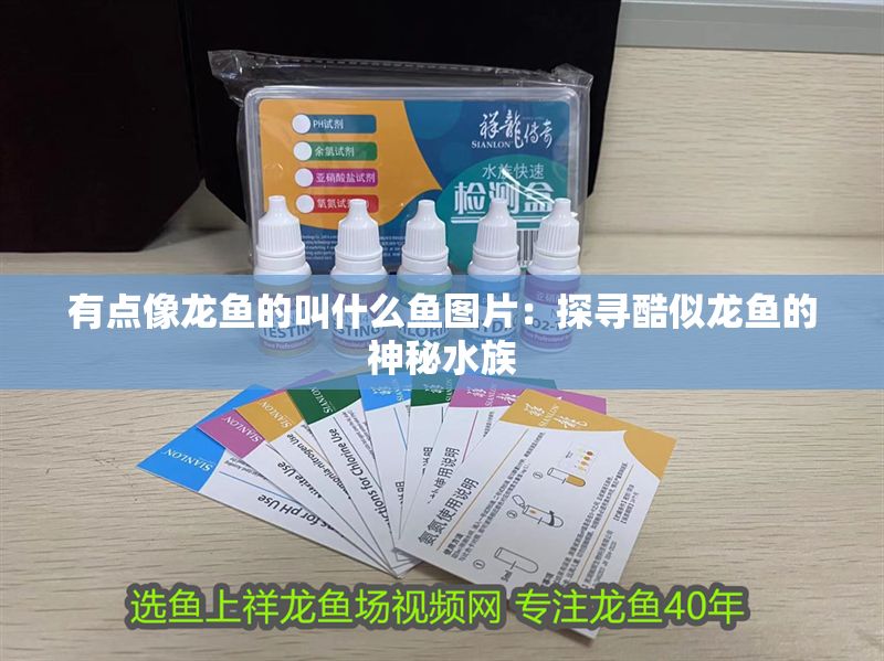 有點像龍魚的叫什么魚圖片：探尋酷似龍魚的神秘水族