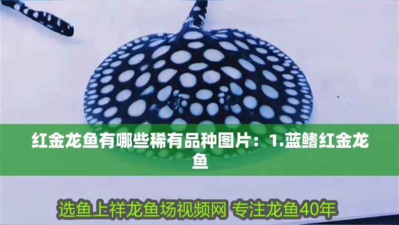 紅金龍魚有哪些稀有品種圖片：1.藍鰭紅金龍魚